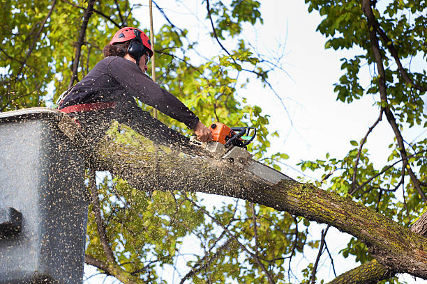 Why Choose Our Tree Removal Services in Plymouth, MN?